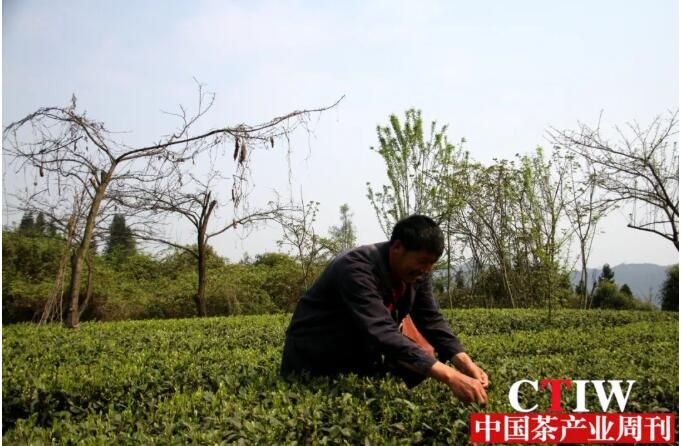 有关于四川高县：抢抓晚秋茶叶生产“最后一桶金”的相关信息