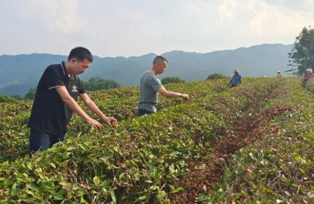 关于农村科技特派员陈义勇下乡指导茶园病虫害绿色防控的相关内容