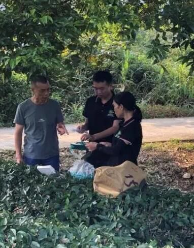 关于农村科技特派员陈义勇下乡指导茶园病虫害绿色防控的相关内容(1)