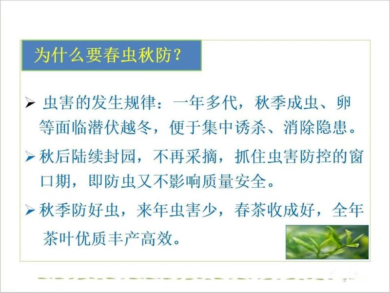 有关于后村镇：茶园虫害这样防治，靠谱！的新闻(9)