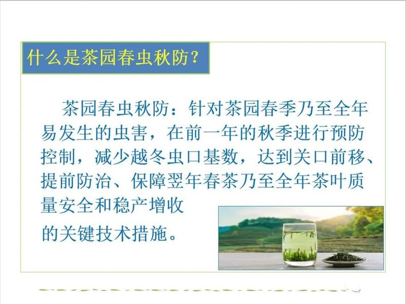 有关于后村镇：茶园虫害这样防治，靠谱！的新闻(8)