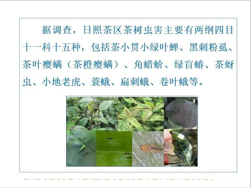 有关于后村镇：茶园虫害这样防治，靠谱！的新闻(10)