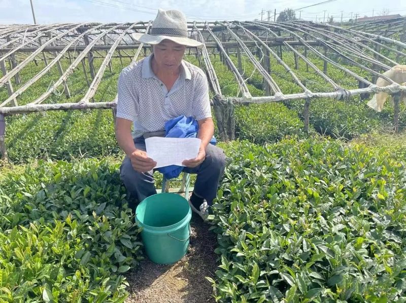 有关于后村镇：茶园虫害这样防治，靠谱！的新闻(7)