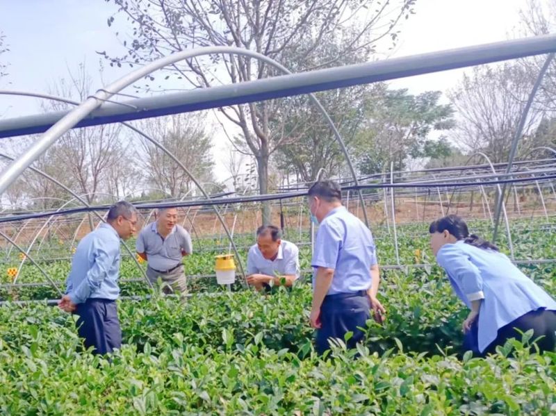 有关于后村镇：茶园虫害这样防治，靠谱！的新闻(2)
