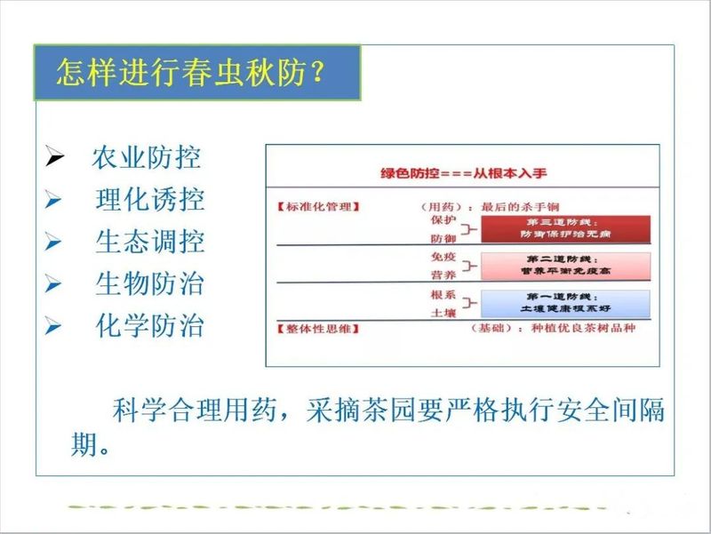 有关于后村镇：茶园虫害这样防治，靠谱！的新闻(11)