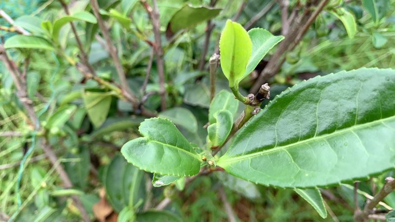 关于四川观察走进茶店子茶文化公园的新闻(1)