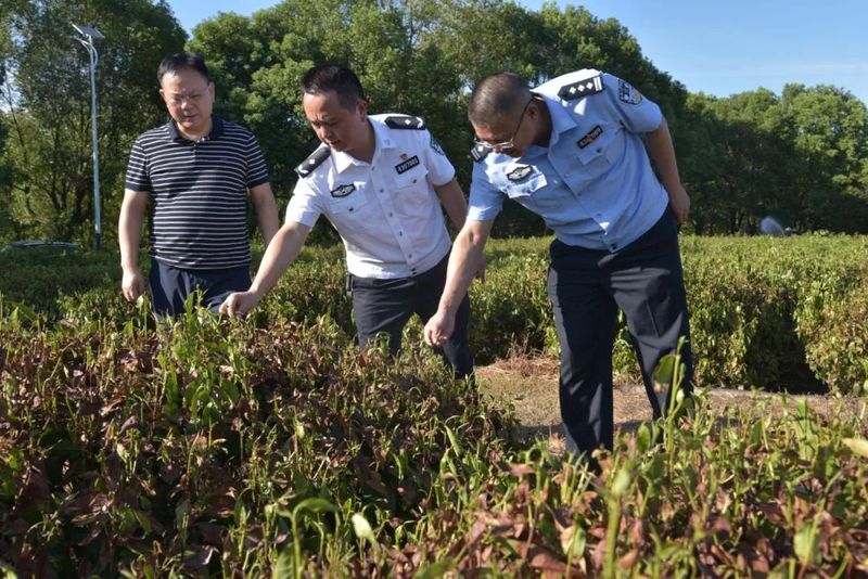 有关于茶陵县：抗高温、战酷暑、保茶园！的内容(1)