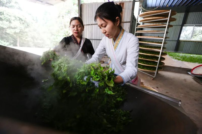 有关于景迈山行：每一次相逢和遇见都带着茶香的信息(2)
