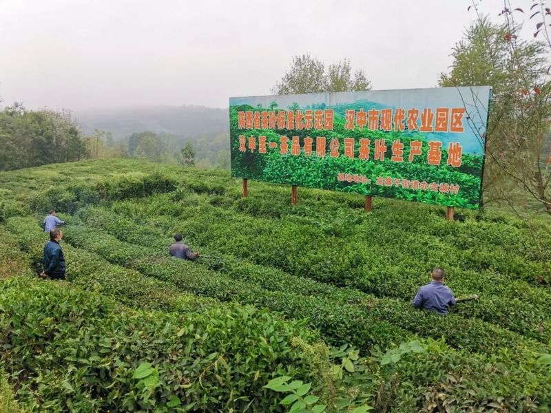 关于宁强县茶叶中心扎实开展2022年秋冬季茶叶技术培训活动的资讯(7)