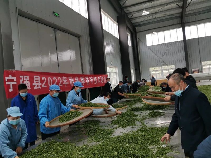 关于宁强县茶叶中心扎实开展2022年秋冬季茶叶技术培训活动的资讯(4)