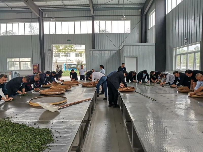 关于宁强县茶叶中心扎实开展2022年秋冬季茶叶技术培训活动的资讯(5)