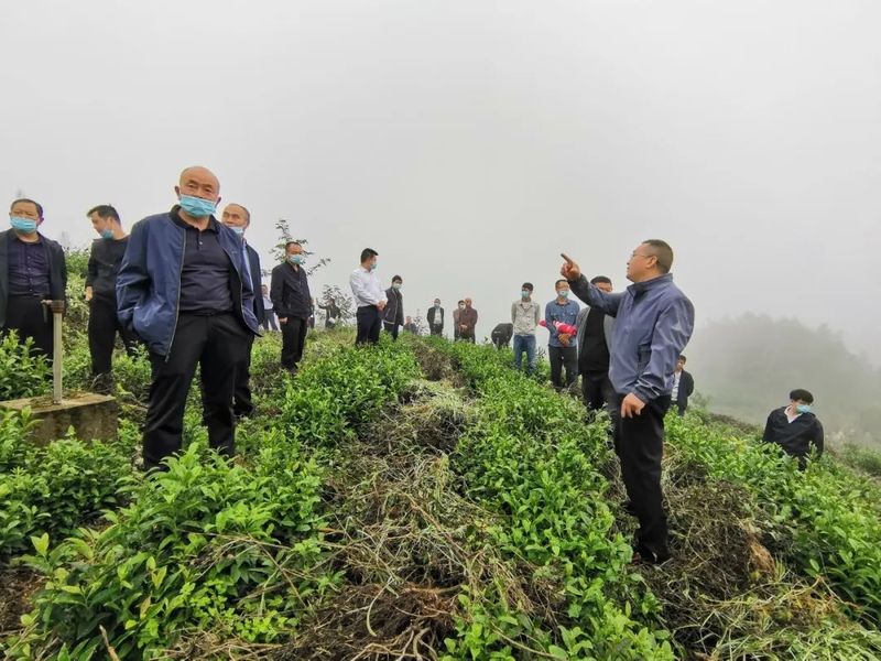 关于宁强县茶叶中心扎实开展2022年秋冬季茶叶技术培训活动的资讯(6)