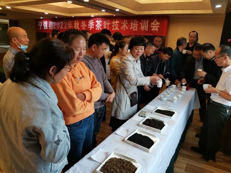 关于宁强县茶叶中心扎实开展2022年秋冬季茶叶技术培训活动的资讯(3)