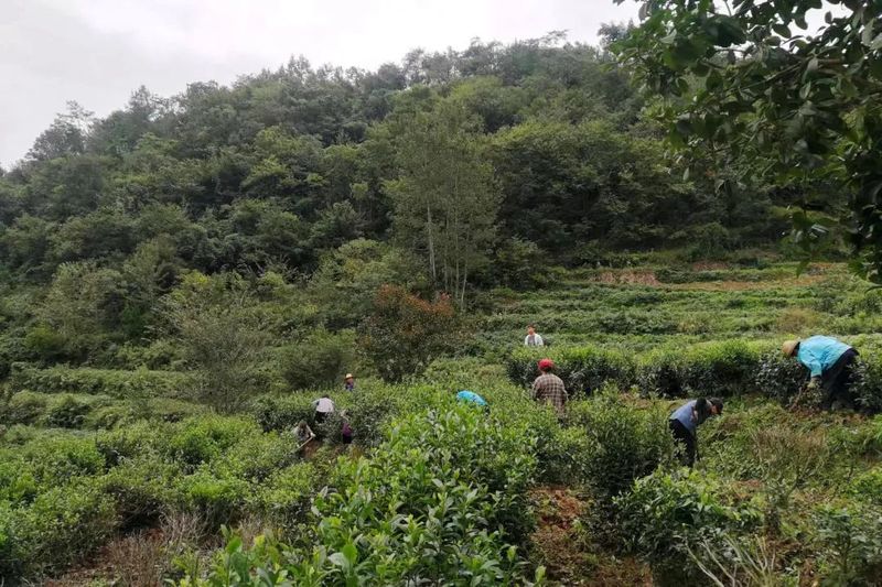 有关于紫阳县洄水镇：万亩茶园管护忙，群众增收有保障的新闻