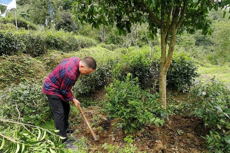 有关于紫阳县洄水镇：万亩茶园管护忙，群众增收有保障的新闻(1)