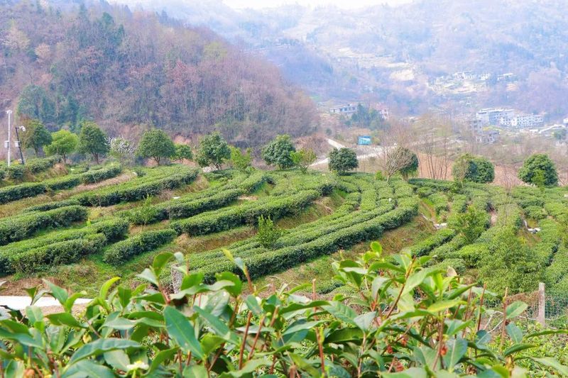 有关于紫阳县洄水镇：万亩茶园管护忙，群众增收有保障的新闻(2)