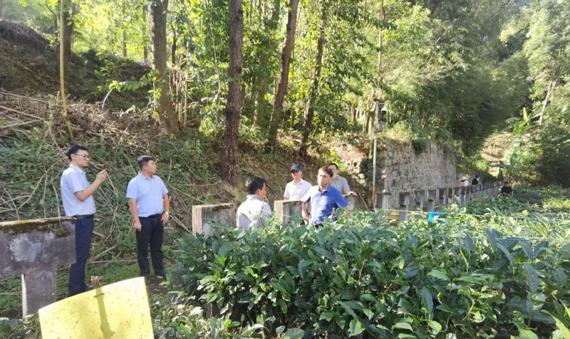 有关于中国农业国际合作促进会茶产业分会一行赴云南省凤庆县调研的相关信息(10)