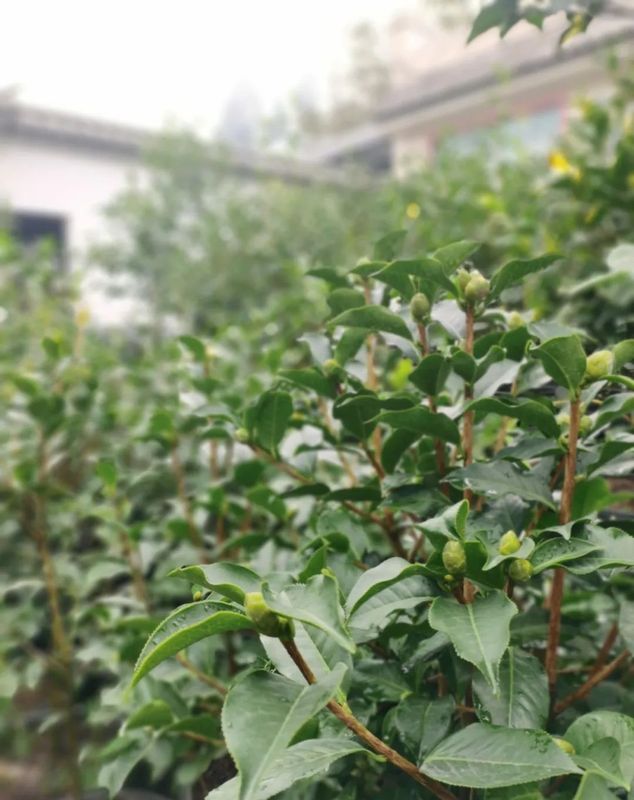 有关于中国农业国际合作促进会茶产业分会一行赴云南省凤庆县调研的相关信息(6)
