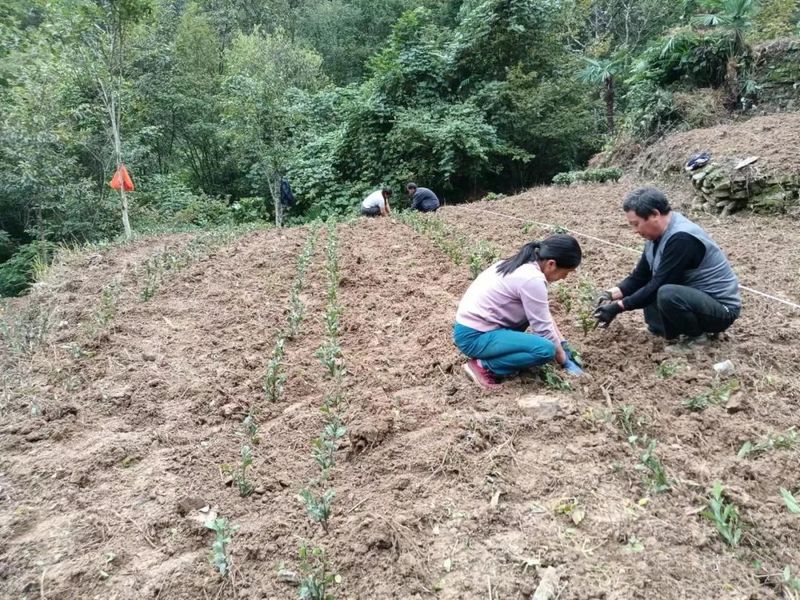 有关于陇南康县铜钱镇：秋季茶园管护忙 跑出振兴“加速度”的资讯(4)