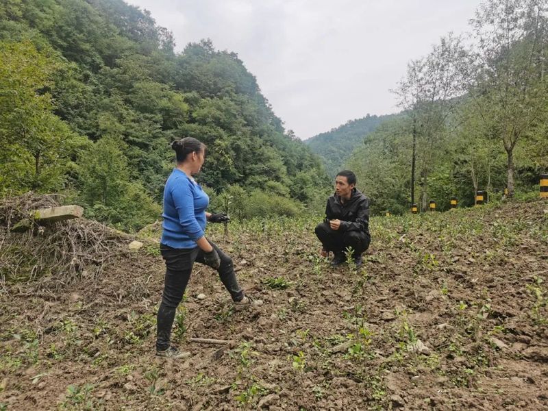 有关于陇南康县铜钱镇：秋季茶园管护忙 跑出振兴“加速度”的资讯(5)