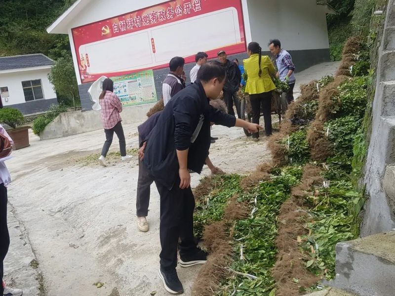 有关于陇南康县铜钱镇：秋季茶园管护忙 跑出振兴“加速度”的资讯(3)