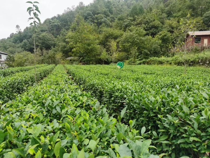 有关于陇南康县铜钱镇：秋季茶园管护忙 跑出振兴“加速度”的资讯