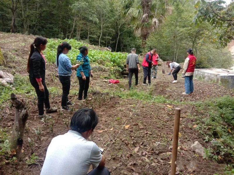 有关于陇南康县铜钱镇：秋季茶园管护忙 跑出振兴“加速度”的资讯(6)