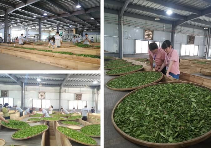 关于秉承匠心制好茶，寿宁这场制茶能手赛获奖者揭晓！的消息(1)