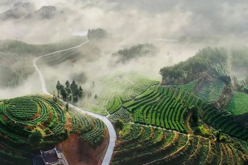 关于秉承匠心制好茶，寿宁这场制茶能手赛获奖者揭晓！的消息(10)