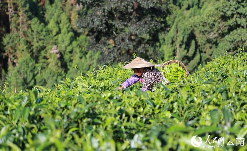 有关于云南梁河回龙寨：人均茶叶收入超万元的新闻(3)