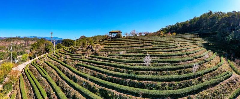 有关于泰宁县：依托良好生态 加快茶旅融合的资讯