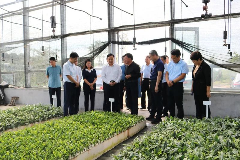 有关于日照市东港：区政协专题调研全区茶叶产业高质量发展工作的内容(2)