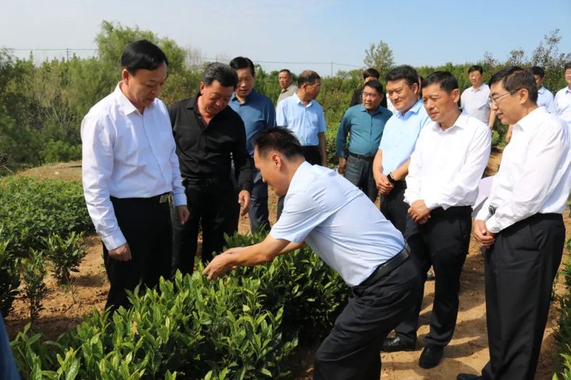 有关于日照市东港：区政协专题调研全区茶叶产业高质量发展工作的内容(3)