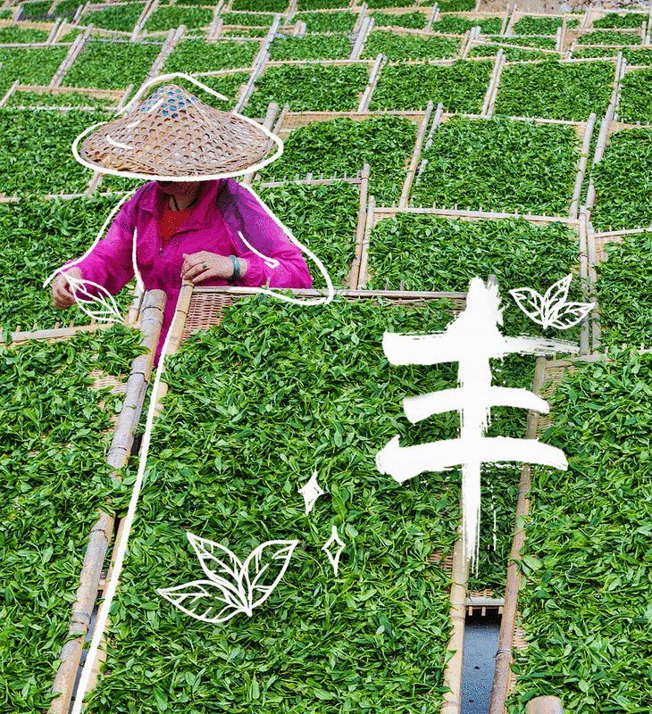 关于庆祝丰收节 茶区更精彩！的内容