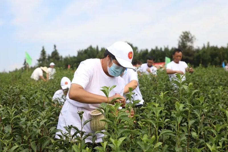 关于庆祝丰收节 茶区更精彩！的内容(4)