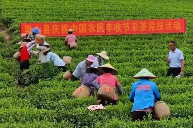 关于庆祝丰收节 茶区更精彩！的内容(7)