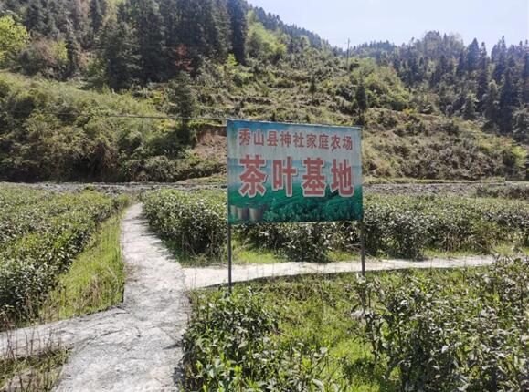 有关于秀山钟灵镇：家庭农场为村民铺就致富茶路的消息