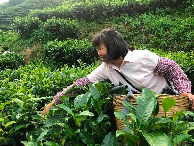 关于紫金龙窝镇“茶产业”发展引领乡村振兴的消息(3)