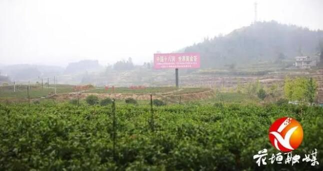 关于“及时雨”来了！花垣茶园喜逢甘霖畅“解渴”的内容