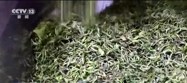 关于安徽黄山自动智能超级工厂 “三大高手”隐身茶叶加工的信息(4)