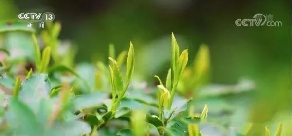 关于安徽黄山自动智能超级工厂 “三大高手”隐身茶叶加工的信息(5)