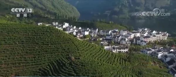 关于安徽黄山自动智能超级工厂 “三大高手”隐身茶叶加工的信息(6)