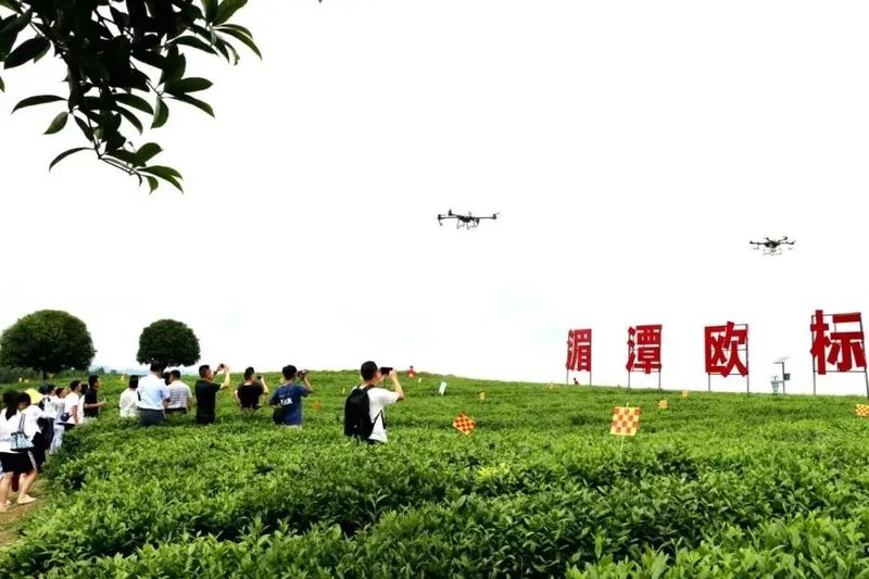 关于贵州湄潭：小城茶香飘的内容(1)
