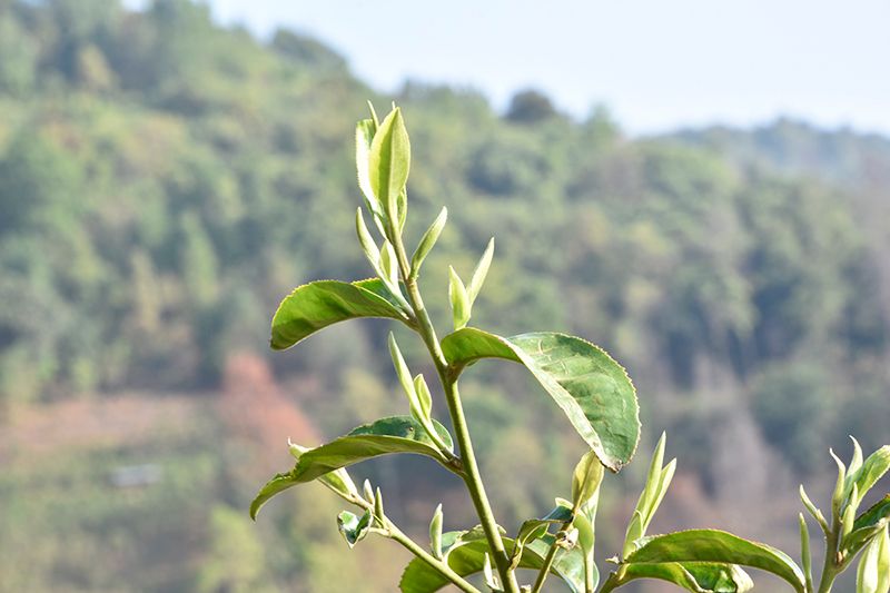 关于“湖南茶产业发展条例”“蒙顶山茶十年”“中华茶奥会闭幕”的相关信息(7)