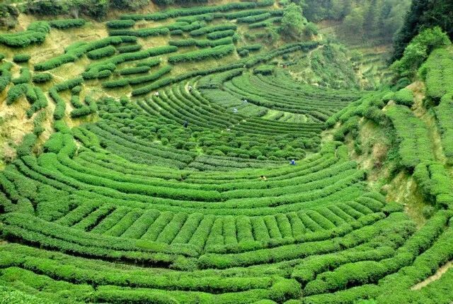 关于“湖南茶产业发展条例”“蒙顶山茶十年”“中华茶奥会闭幕”的相关信息