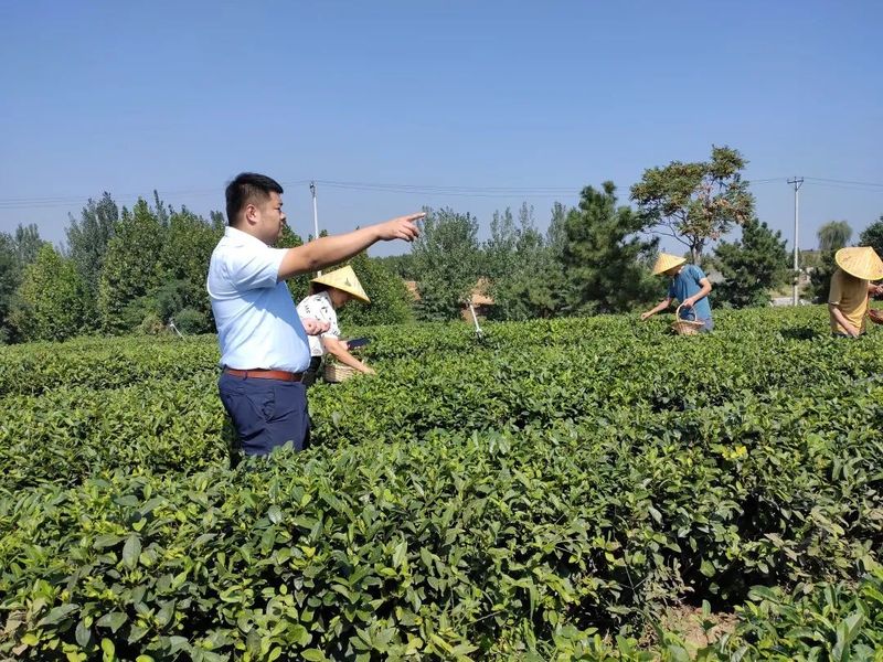 有关于民革临沂市兰山支部开展“推动茶产业提质增效 助力乡村共同富裕”调研活动的信息(7)