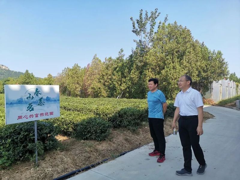 有关于民革临沂市兰山支部开展“推动茶产业提质增效 助力乡村共同富裕”调研活动的信息(6)