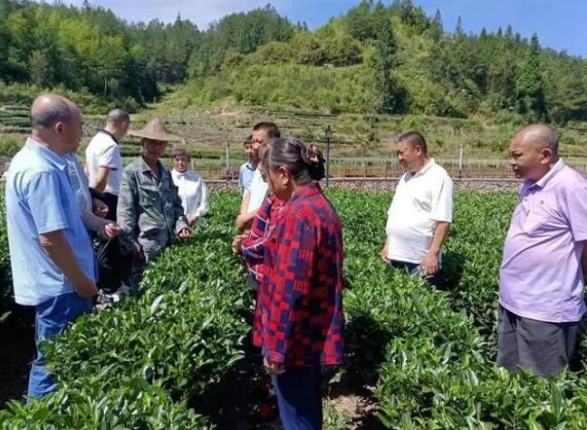 有关于周宁县举办2022年全国科普日系列活动暨“千会帮千村”茶叶培训会的资讯(2)