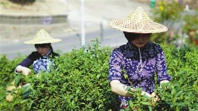 关于杭州日报：余杭谱写新时代径山茶新篇章的相关内容(4)
