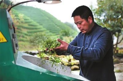 关于杭州日报：余杭谱写新时代径山茶新篇章的相关内容(2)